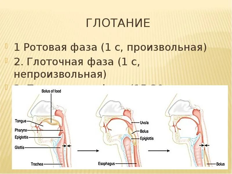 Ротовая фаза глотания рефлекс. Глоточная фаза глотания. Пищеварение в полости рта глотание. Пищеварение в ротовой полости и в желудке.