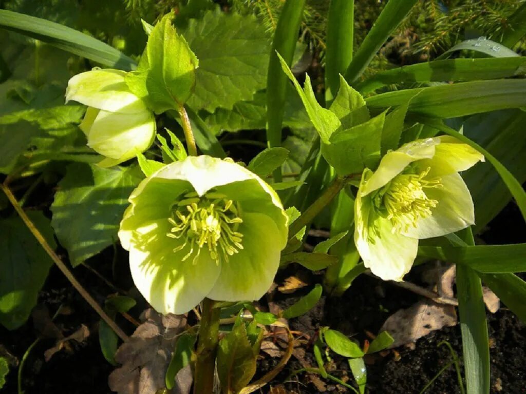 Зимовник морозник кавказский. Зимовник морозник кавказский. Морозник helleborus. Зимовник кавказский. Морозник helleborus.