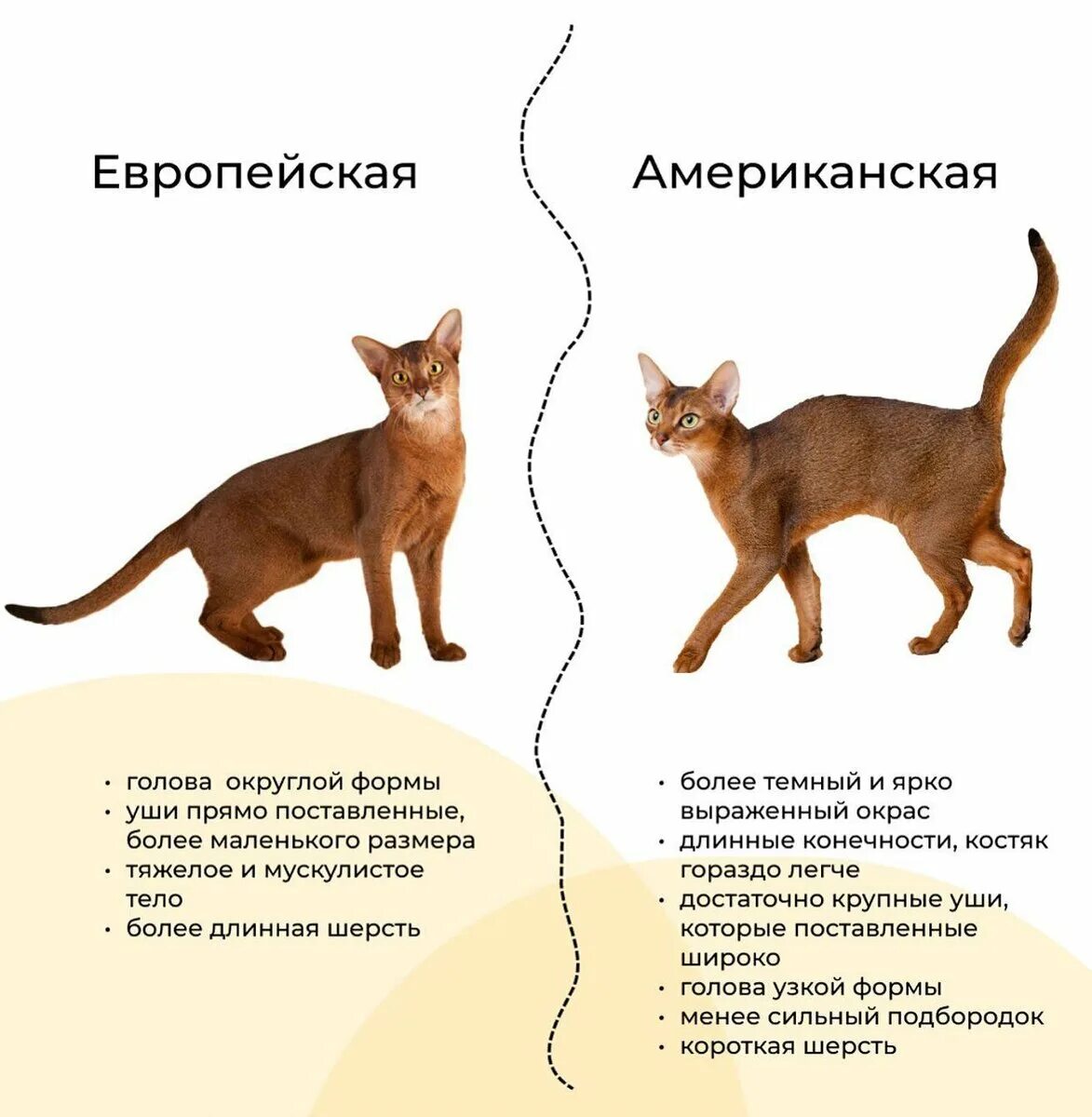 Рассмотрите фотографию кошки породы абиссинская и выполните. Кот Абиссинской породы. Европейская Абиссинская кошка и американская различия. Абиссинская кошка европейского типа и американского. Абиссинская кошка активная.