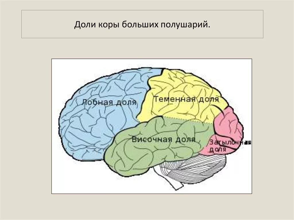 Доли коры больших полушарий мозга. Строение больших полушарий доли. Строение головного мозга доли коры.