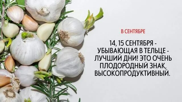 Сажаем чеснок под зиму по лунному календарю. Посадка чеснока в 2025 году осенью. посадка чеснока осенью в кузбассе. когда сажать чеснок в подмосковье осенью. лунный календарь сентябрь 2025 посадка чеснока, сибирь.
