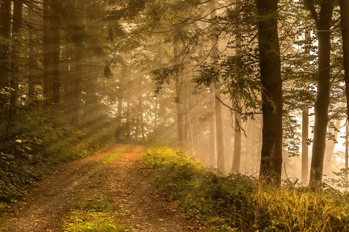 Весенний пейзаж. Пейзаж лес. Опушка леса. Солнечный лес. Поваленное дерево в лесу.
