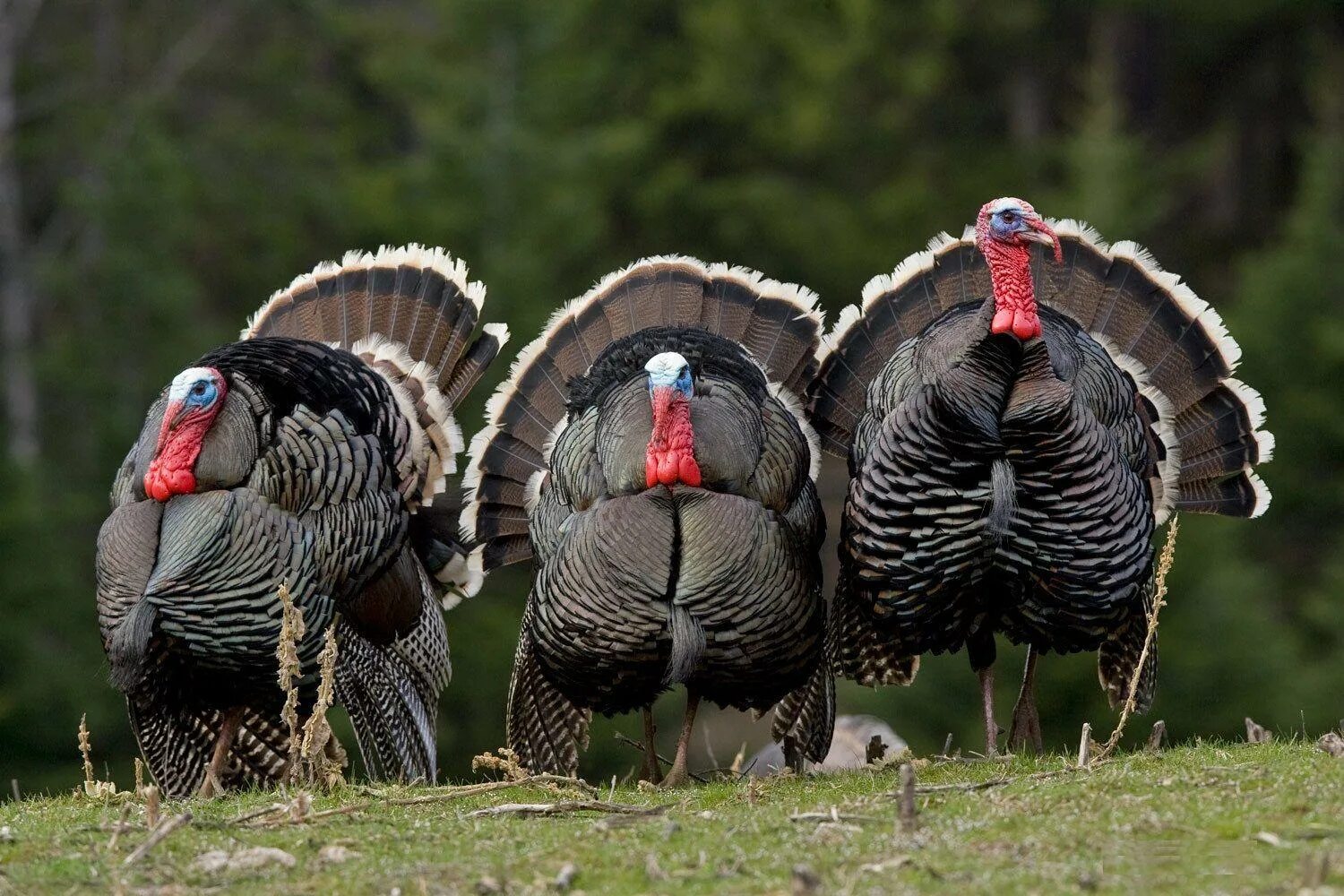 Well turkey. Wild Turkey индюк. Индюк индюшка и индюшонок. Индюк с индюшатами. Североамериканская Дикая индейка.