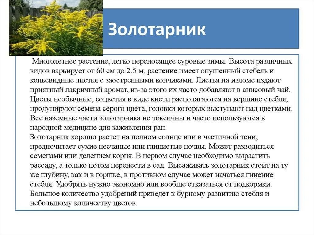 Солидаго трава. Золотарник польза и вред. Золотарник канадский (солидаго). Золотарник солидаго. Золотарник польза и вред.