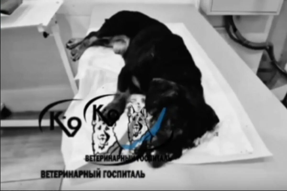 Морды в пол брат