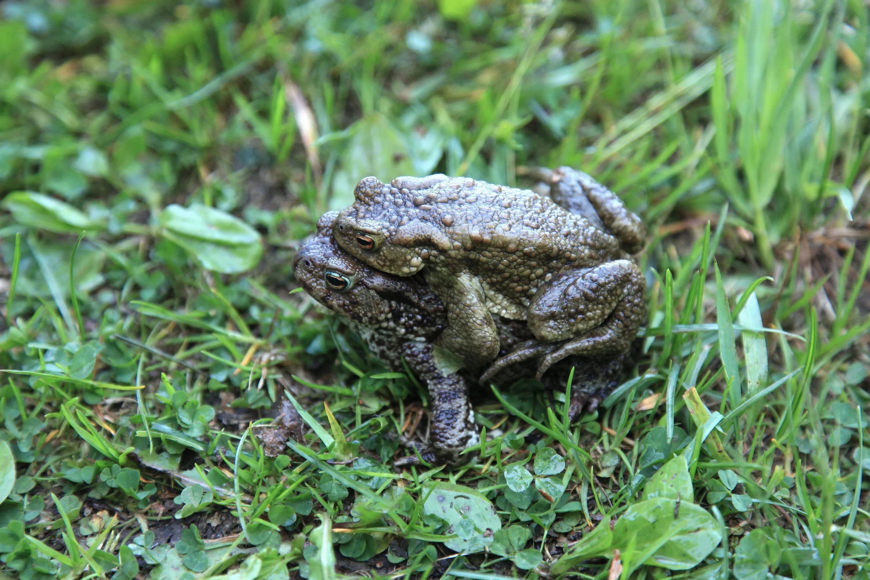 амплексус у жаб. марданова серая жаба. жаба серая ведет преимущественно. жаба серая ведет преимущественно. нургуш жаба серая.