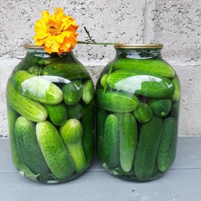 Описание семян огурца. Огурец удалец. Большой огурец. Пекинский удалец огурец. Форум огурцов.