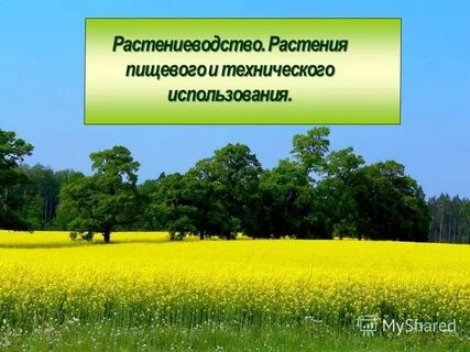 Растениеводство растения
