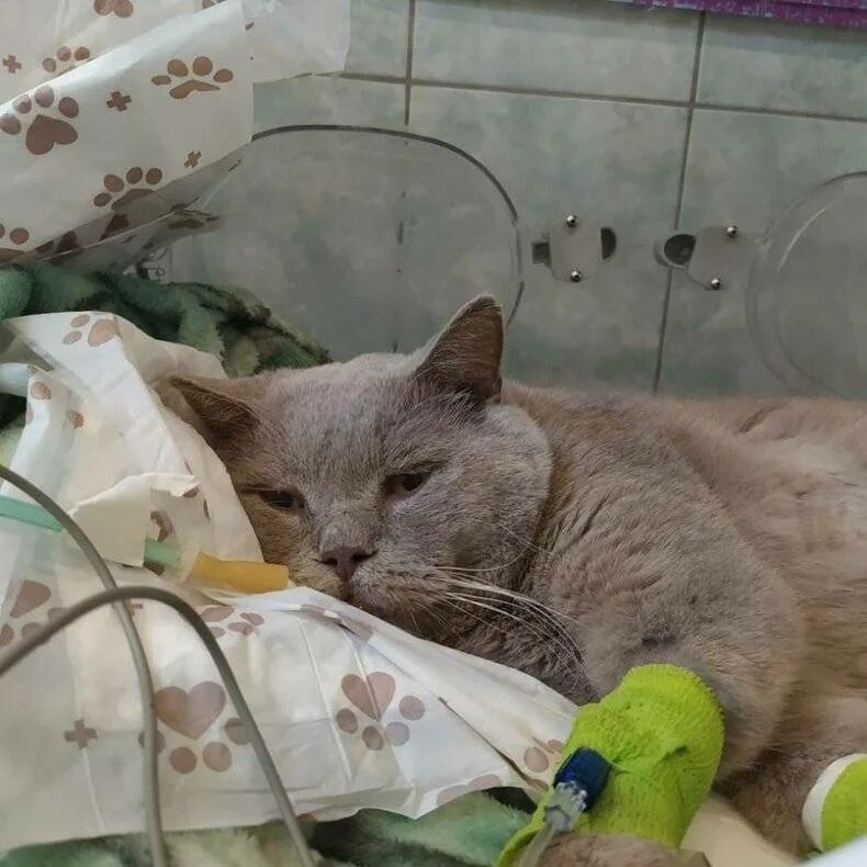 Кошка после чумки