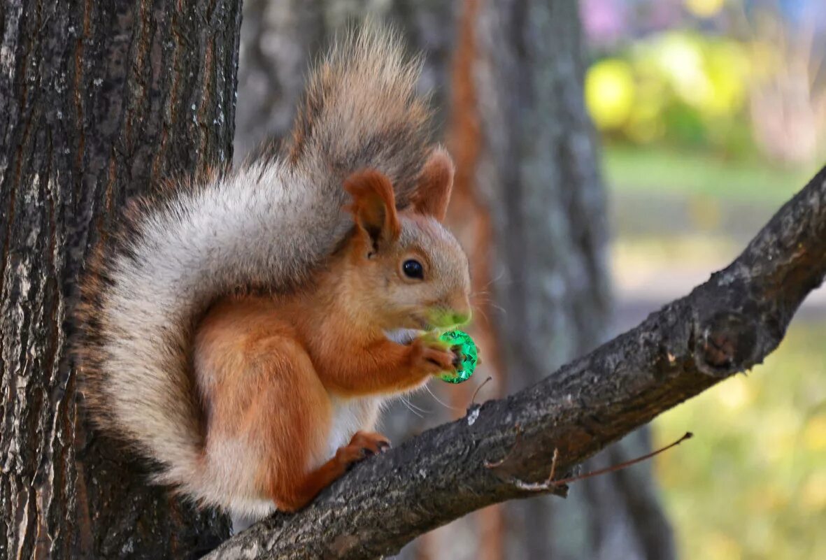 рисунок ель под елью белка белка песенки поет да орешки все грызет. ядро чистый изумруд белку. белка ест грецкий орех. скорлупки золотые ядра чистый изумруд. белка грызет орешки.