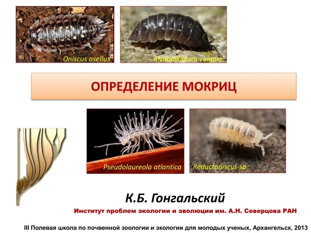 Почвенная Зоология. Мокрица систематика. Определение пола у мокриц. Разнообразный разнообразие мокриц. Какие отношения складываются между картофелем и мокрицей