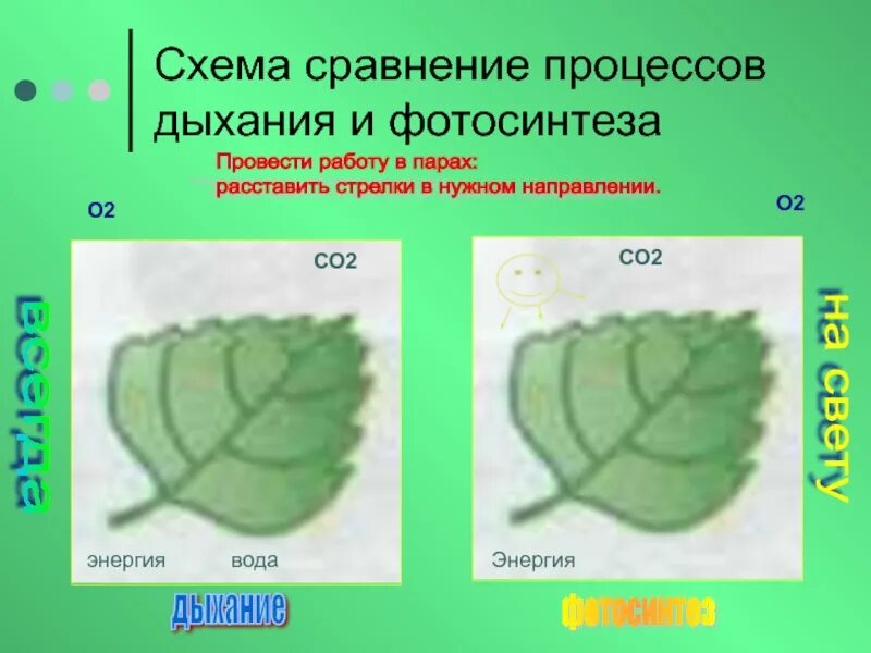 Схема процесса фотосинтеза. Фотосинтез и дыхание растений. Процесс дыхания зеленого листа. Схема процесса дыхания растения. Дыхание как и фотосинтез ответы