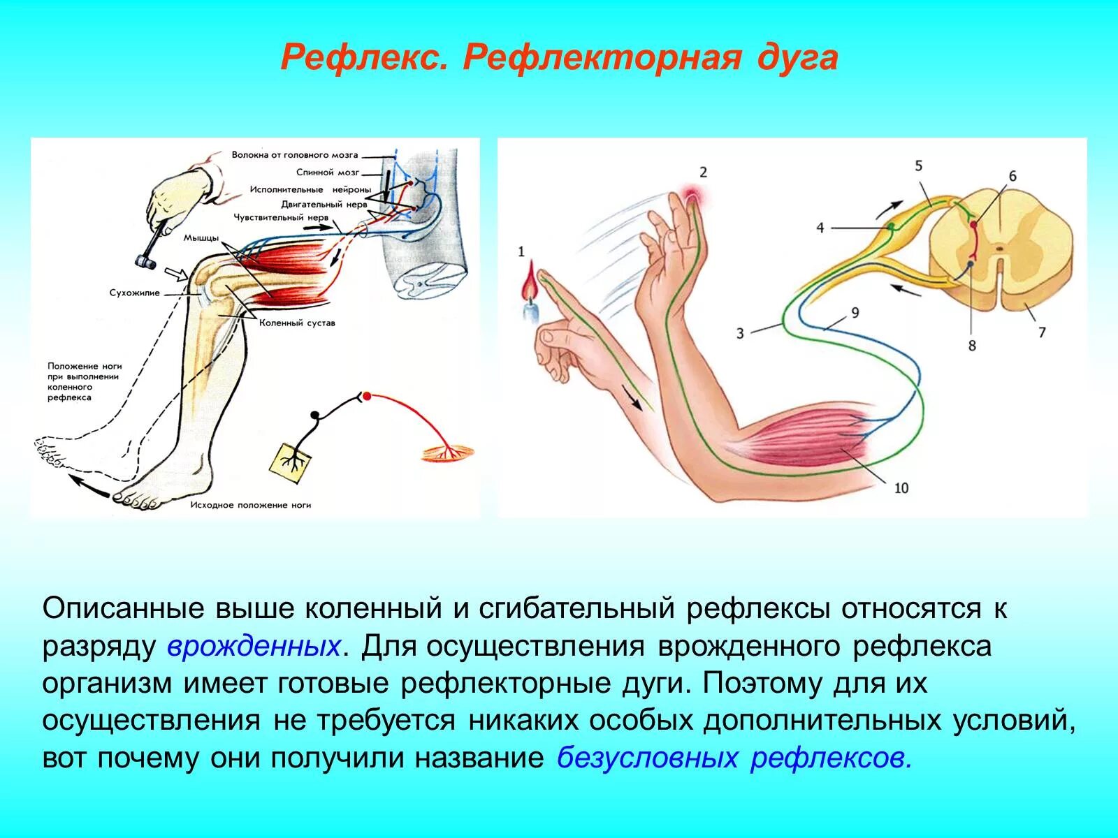 Рефлекторная дуга сгибательная рефлексы. Дуга коленного рефлекса нерв. Рефлекторная дуга коленного рефлекса. Сгибательный рефлекс рефлекторная дуга. Строение рефлекторной дуги.