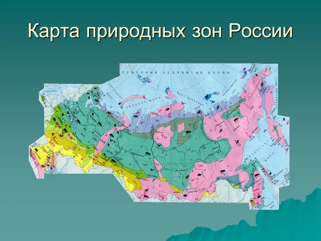 Любые зоны. Природные зоны России. Карта зоны. Лесные зоны России. Природные зоны России 4 класс.