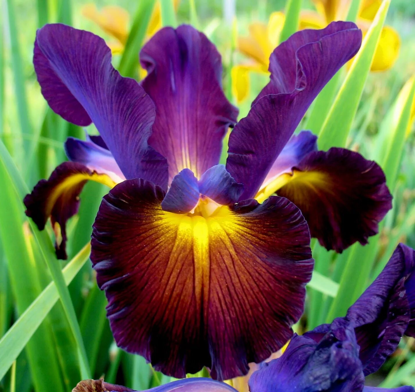 Каким цветом ирис цветок. Ирис спуриа фиолетовый. Ирис спуриа гибридный. Растение Ирис спурия.