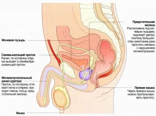 Массаж простаты. Предстательная железа у мужчин. Схема расположения простаты у мужчин. Строение простаты. Где расположена простата у мужчины.