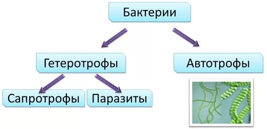 Прокариот автотроф