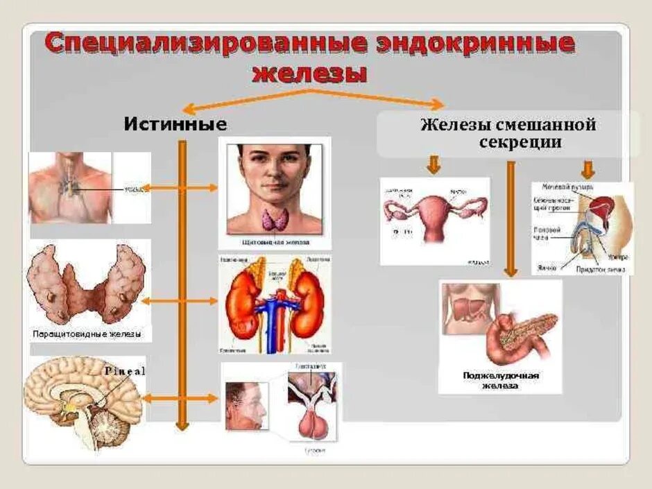 Область эндокринологии. Эндокринная система. Эндокринные железы. Схема желез эндокринной системы. Секреции эндокринных желез.