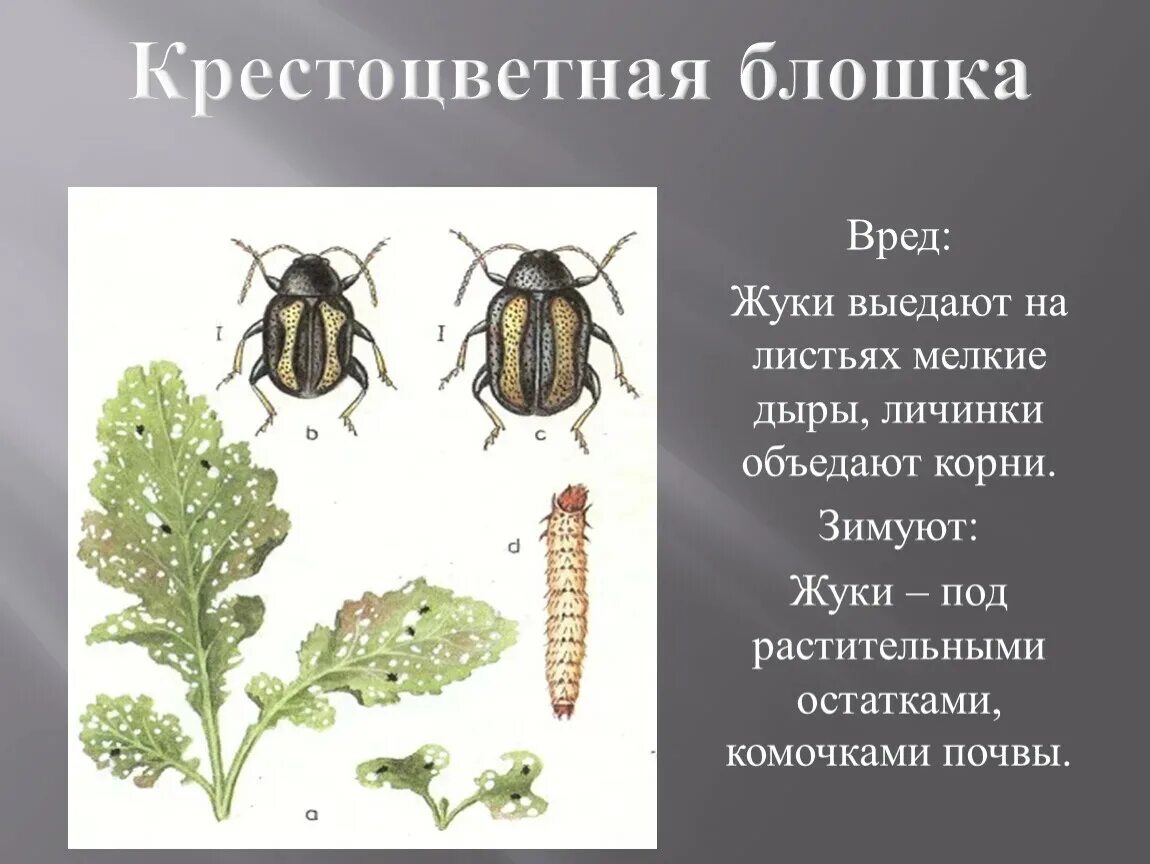 В пищевой цепи листья репы крестоцветные блошки. Крестоцветная блошка личинки. Вредители капусты крестоцветные клопы. Крестоцветная блошка светлоногая. Крестоцветные клопы личинки.