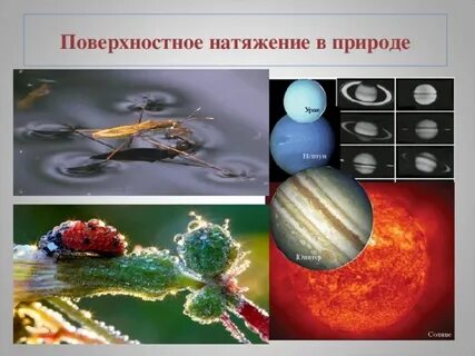 Поверхностное натяжение в природе