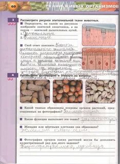 Лабораторная работа 1 ткани человека