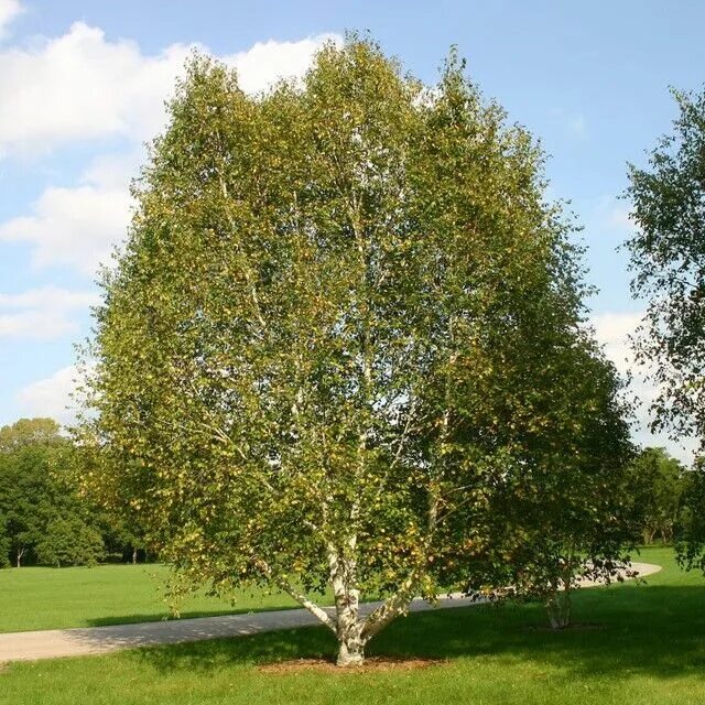 Береза форма растения. Betula papyrifera. береза бумажная papyrifera. береза бумажная повислая. североамериканская береза.