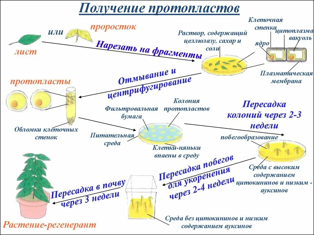 Клеточные гибриды. Схема получения протопластов. Культура протопластов клеток растений. Методы клеточной биотехнологии в селекции растений. Выделение протопластов.