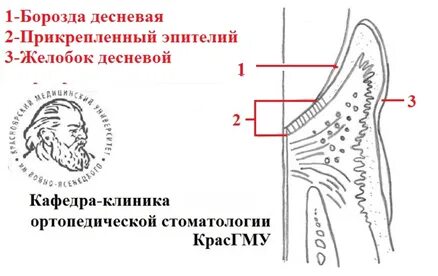 Желобок это