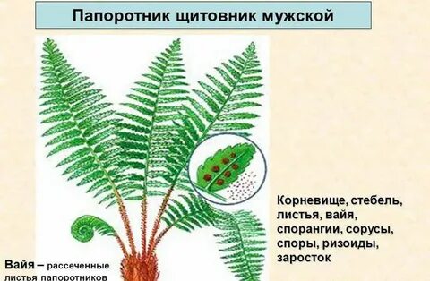 Сильно рассеченные листья папоротников называют