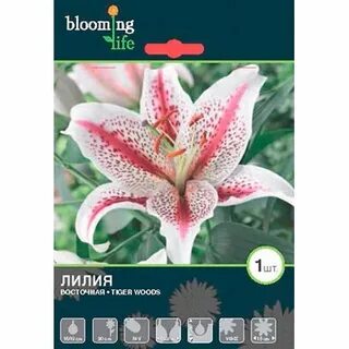 Каталог blooming