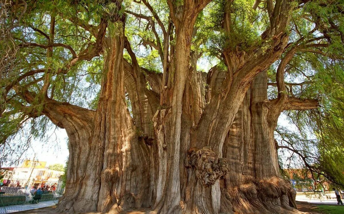 Где больше деревьев. Таксодиум мексиканский дерево. Таксодиум мексиканский (Кипарис). Дерево Элайя Буйбон. Дерево Платан в Турции.