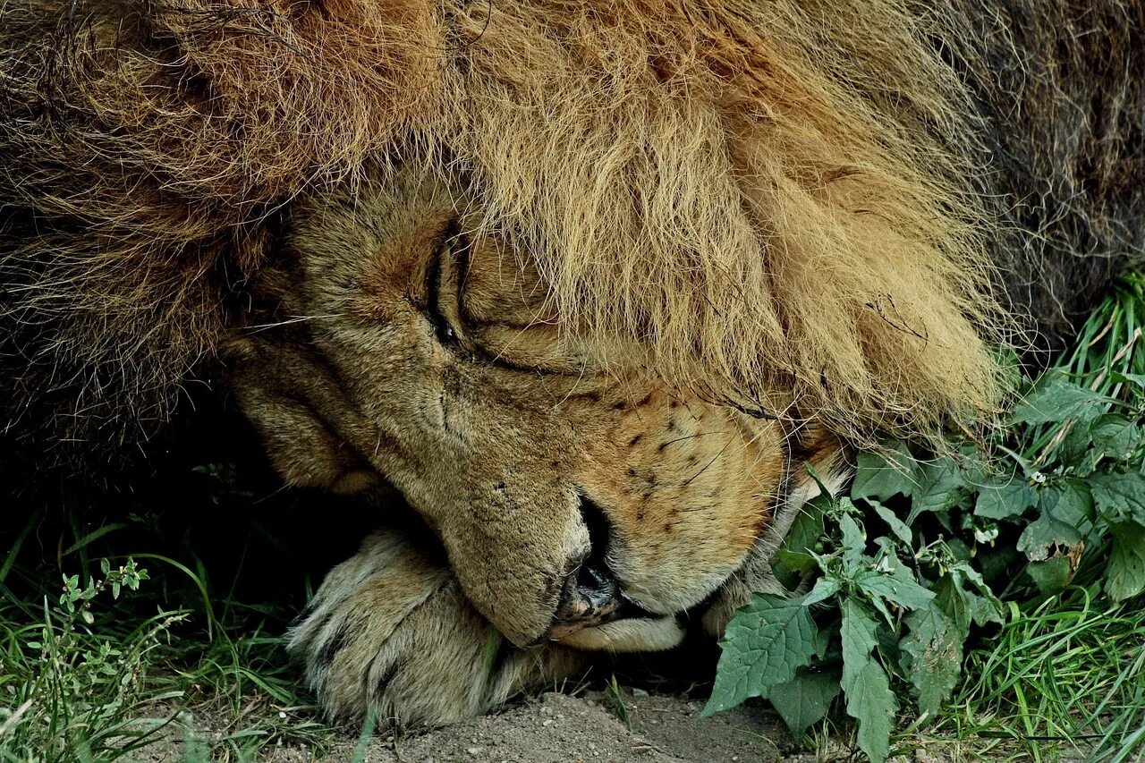 Сколько спят львы. Спящие львы. Сонный Лев. Лев спящий.