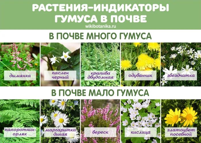 Какую почву предпочитают