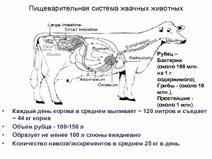 Пищеварительная система КРС схема. Схема органов пищеварения крупного рогатого скота. Строение пищеварительного тракта КРС. Схема пищеварительного аппарата КРС.