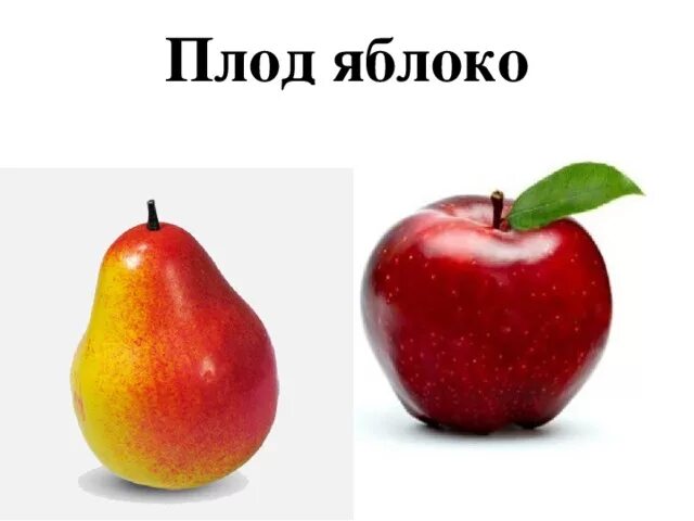 Плод яблони биология. Плод яблони биология