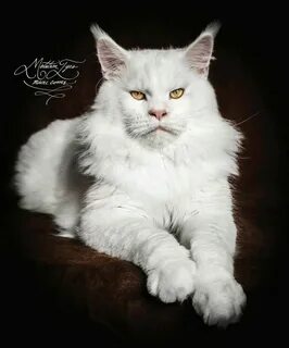 Большие белые коты
