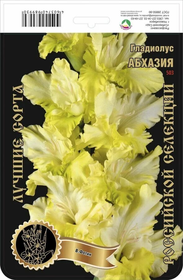 Гладиолус бимбаса. Гладиолус олимпус белый. Гладиолус абхазия. Гладиолус йода фото. Гладиолус абхазия фото и описание.