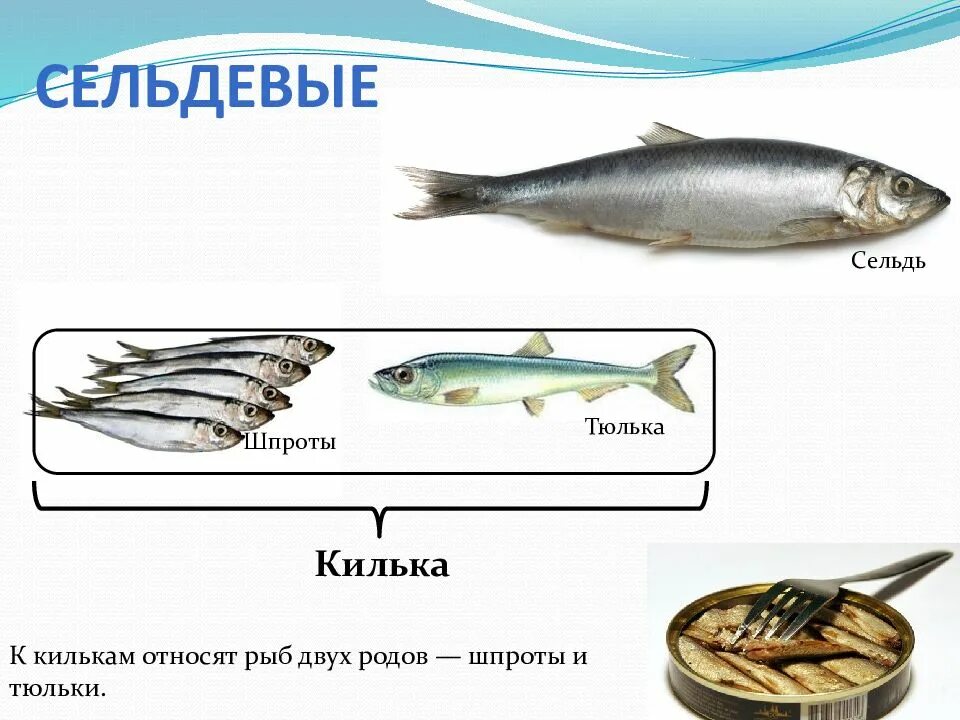 Тюлька и килька в чем разница. Тюлька и килька в чем разница