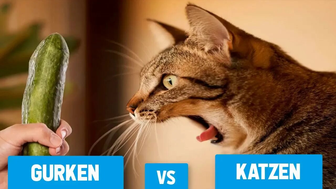 Почему кошки боятся фольги. Бояться кошки фольги.