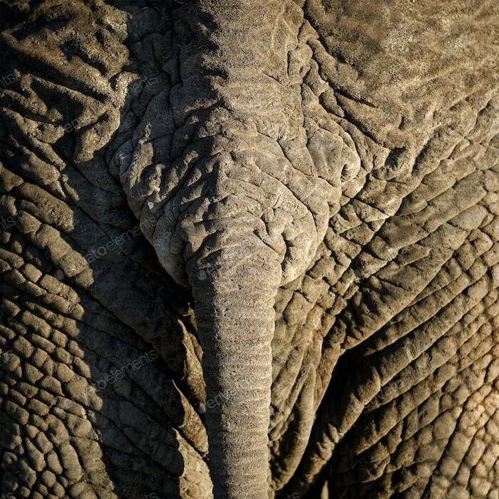 Какого цвета кожа слонов. Кожа слона строение. Структура кожи слона. Кожа слона в разрезе. Складки кожи у слона.