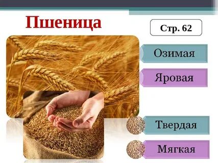 Отличие зерна