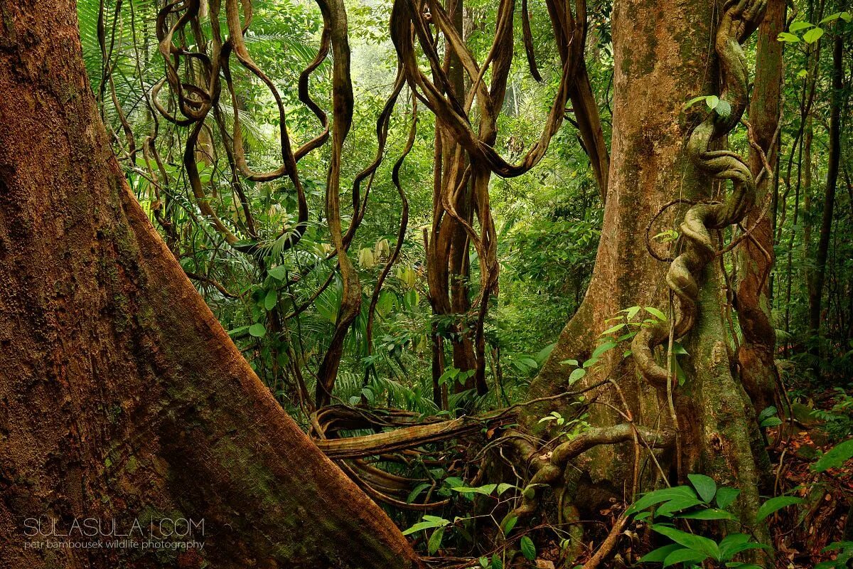 Amazon borneo congo. Джунгли Борнео. Палео джунгли Борнео. Тропический лес Борнео. Джунгли Борнео змеи.