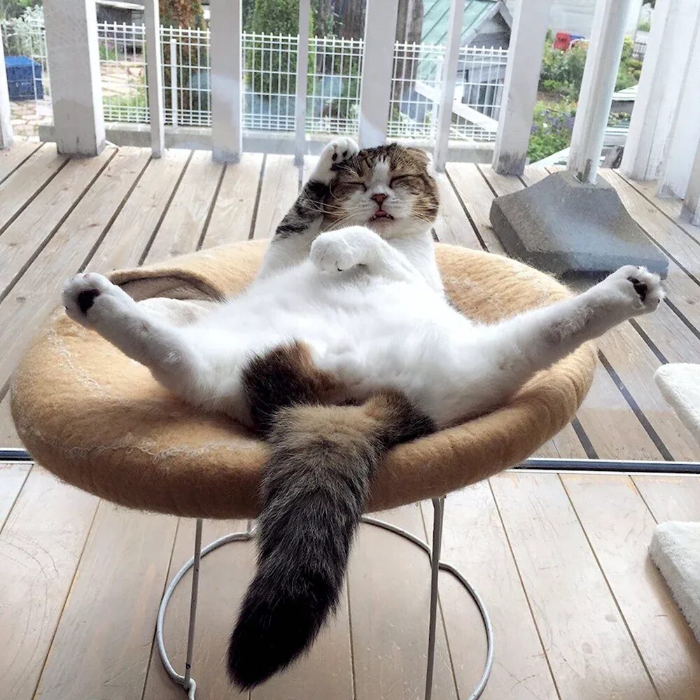 Расслабились здесь. Яйца кота. Расслабление смешные. Кот валяется. Расслабились здесь.