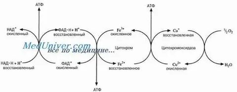 Перенос электронов по дыхательной цепи митохондрий
