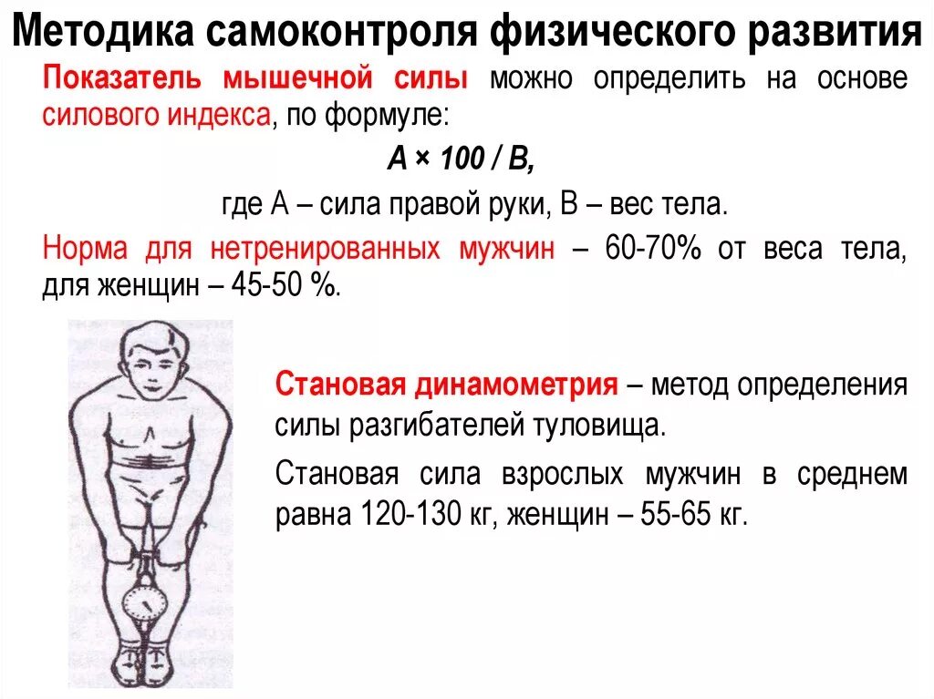 Метод определения силы мышц кисти называется. Кистевой динамометр нормативы для мужчин. становая динамометрия показатели. сила сжатия кисти норма у мужчин. становая динамометрия норма у взрослых.