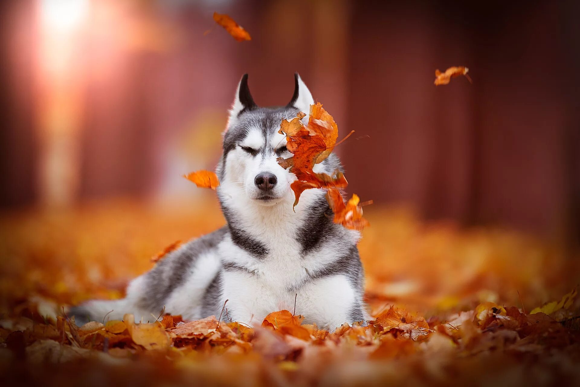 Сибирский хаски. Животные осенью. Собака осень. Хаски осень.