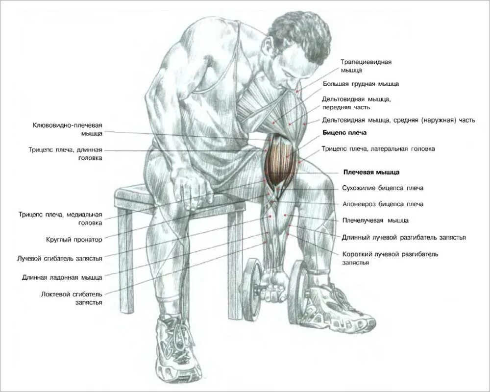 Упр с гантелями. Концентрированное сгибание рук на бицепс. Концентрированные сгибания рук с гантелями сидя. Концентрированные сгибания с гантелями на бицепс. Схема качания бицепса гантелями.