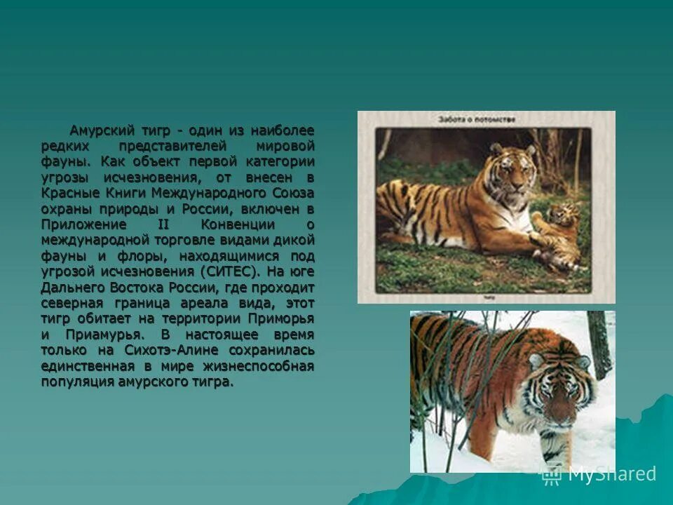 необходимость сохранения популяции амурского тигра. меры охраны амурских тигров. необходимость сохранения популяции амурского тигра. описание амурского тигра. меры охраны амурского тигра.