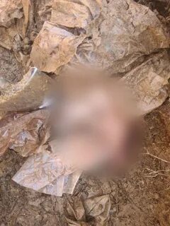 Полузгнившие или полусгнившие как