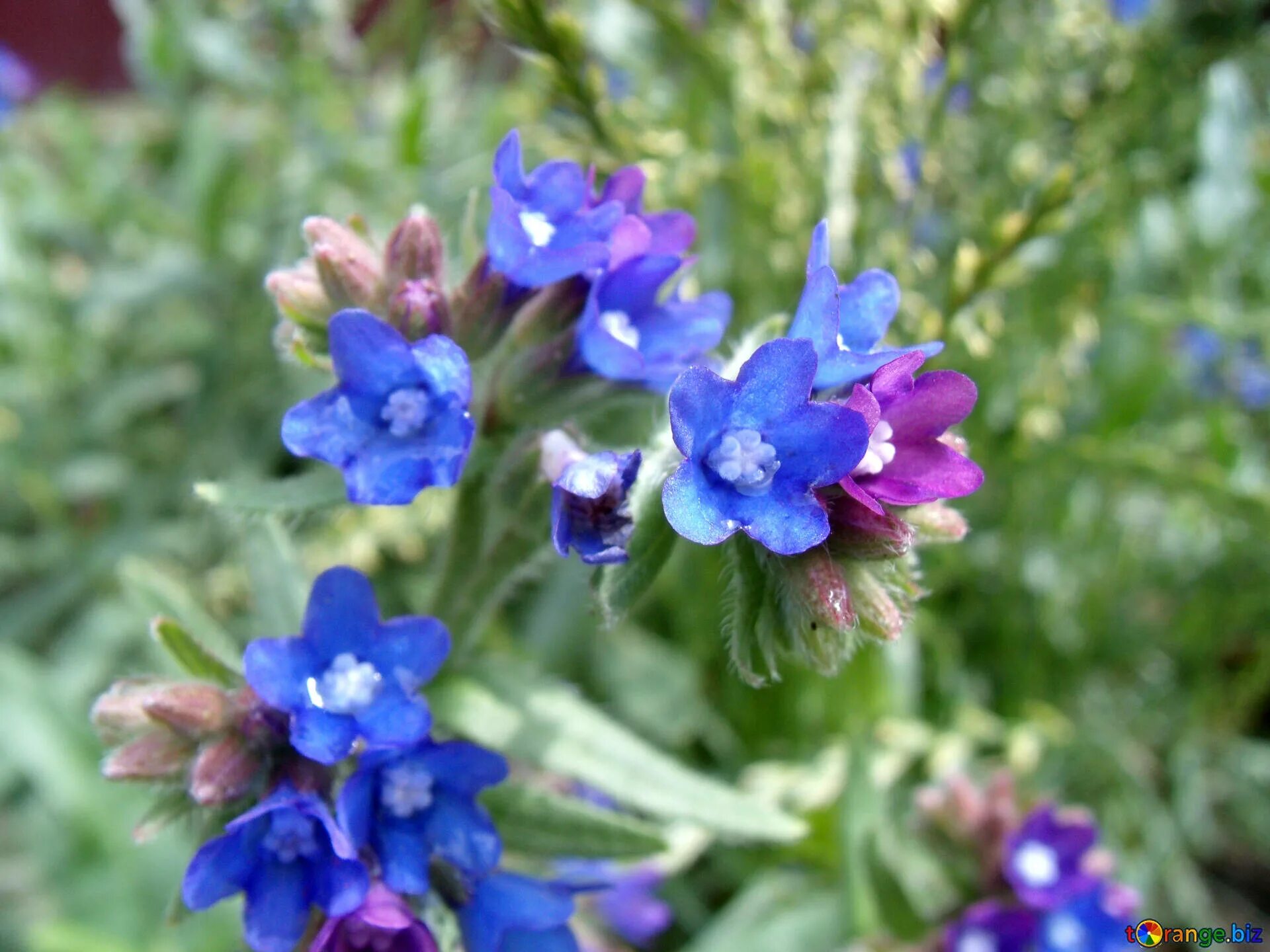 Медуница распберри сплэш. Медуница 3. Медуница неясная. Pulmonaria officinalis. Медуница лекарственная (pulmonaria officinalis).